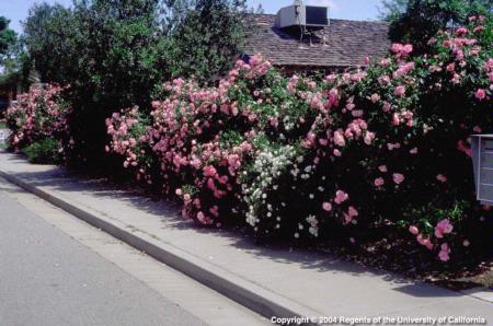 Upright Landscape Roses
